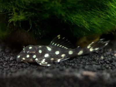 L471 Гипанциструс